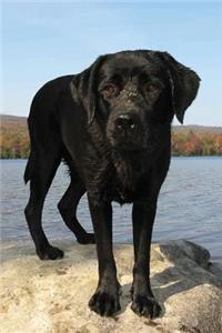 Black Lab Journal