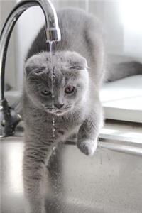 Gray Cat Drinking from the Faucet Journal