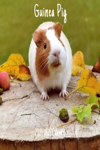 Guinea Pig 2021 Wall Calendar