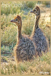 Baby Ostriches 2022 Calendar