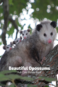 Beautiful Opossums Full-Color Picture Book