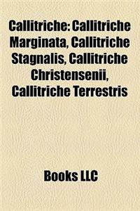 Callitriche: Callitriche Marginata, Callitriche Stagnalis, Callitriche Christensenii, Callitriche Terrestris