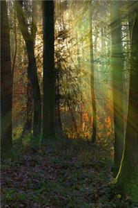 Sunbeams in the Forest Journal