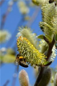 Pussy Willow and the Bees of Spring Journal