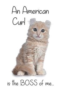 A Cream American Curl Cat is the Boss of me...