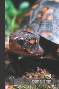 eastern turtle notes