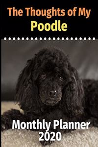 The Thoughts of My Poodle