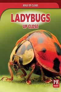 Ladybugs Up Close