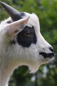 Sweet Black and White Goat in Profile on the Farm Journal