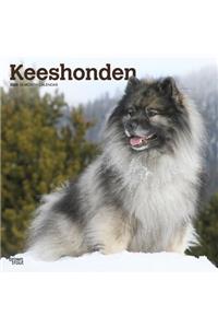 Keeshonden 2020 Square