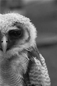Baby Owl Notebook