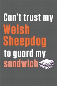 Can't trust my Welsh Sheepdog to guard my sandwich