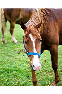 Horse Photo School Composition Book Equine Wet Chestnut