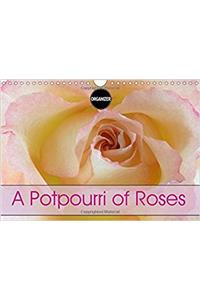 A Potpourri of Roses 2017