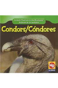 Condors / Cóndor
