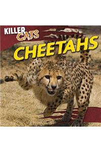 Cheetahs