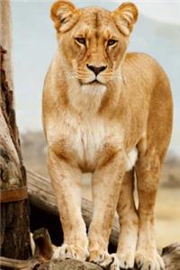 Mind Blowing lioness Journal