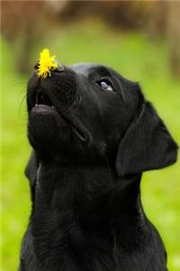 Black Labrador Puppy Dog with Dandelion Journal