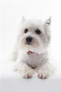 A White West Highland Terrier Dog Portrait Journal