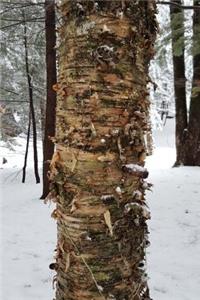Journal Birch Tree Winter Forest