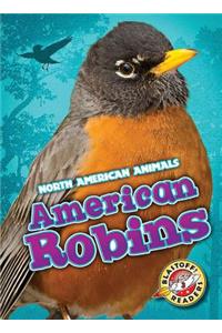 American Robins