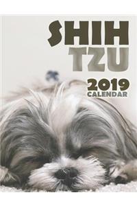 Shih Tzu 2019 Calendar