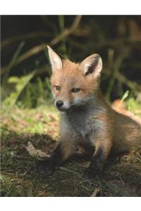Fox Mammal Cub Wildlife Foxes Animal Wild Nature Predator Carnivorous Fur Foxy