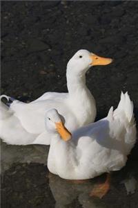 Two White Ducks Swimming in the Water Marine Bird Journal