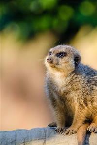 Meerkat Sitting Down Journal