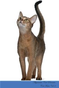 Abyssinian Cat Presents