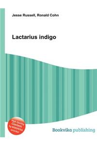 Lactarius Indigo