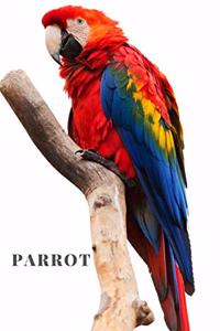 Parrot