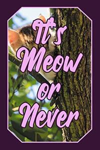 It's Meow or Never
