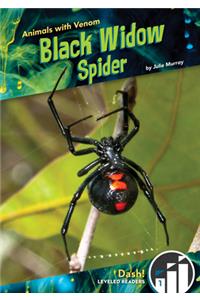 Black Widow Spider