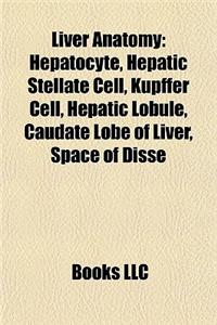 Liver Anatomy