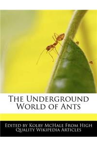 The Underground World of Ants