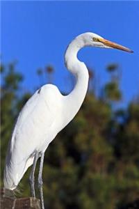 Great White Heron Journal