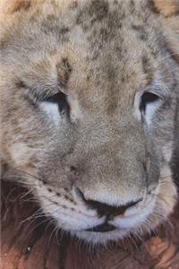 Lion Cub Resting His Head on a Log Journal