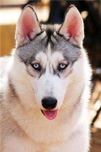 Husky Dog Journal