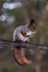 Say Hello to the Squirrel Journal