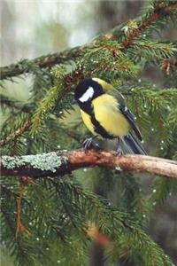 The Great Tit Journal (It's a Bird, Guys)