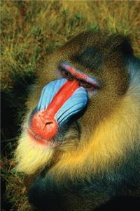 Mandrill Journal