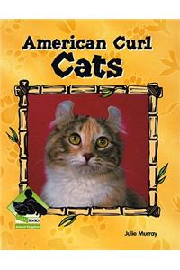 American Curl Cats