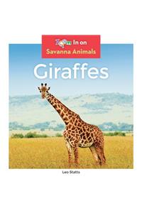 Giraffes