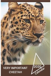 Very Important Cheetah