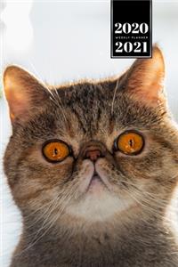 Persian Cat Kitten Kitty Tomcat Week Planner Organizer 2020 / 2021 - Orange Eyes