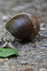 Snails Notebook