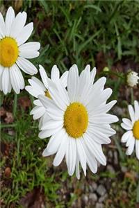2019 Daily Planner Pretty Daisies Full Bloom 384 Pages