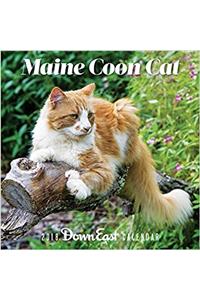 Maine Coon Cat