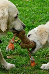 Golden Retriever Puppy Dog and Mama Playing with a Rope Journal